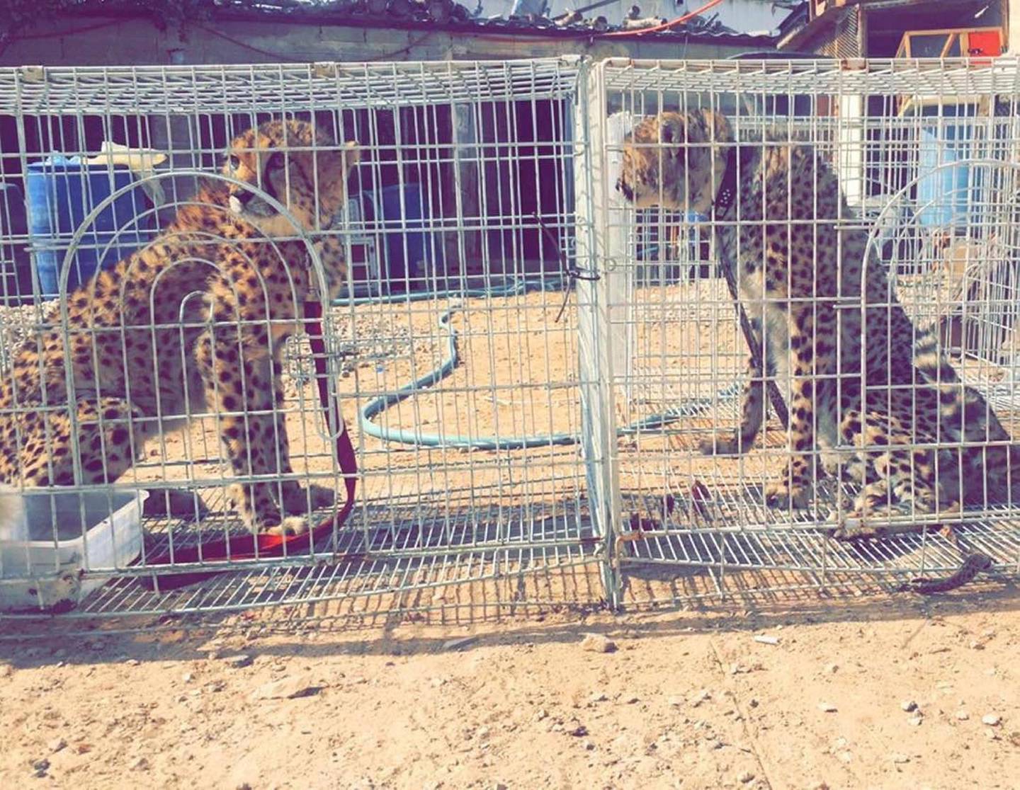 Cheetahs, locked inside cages, are sold online. 