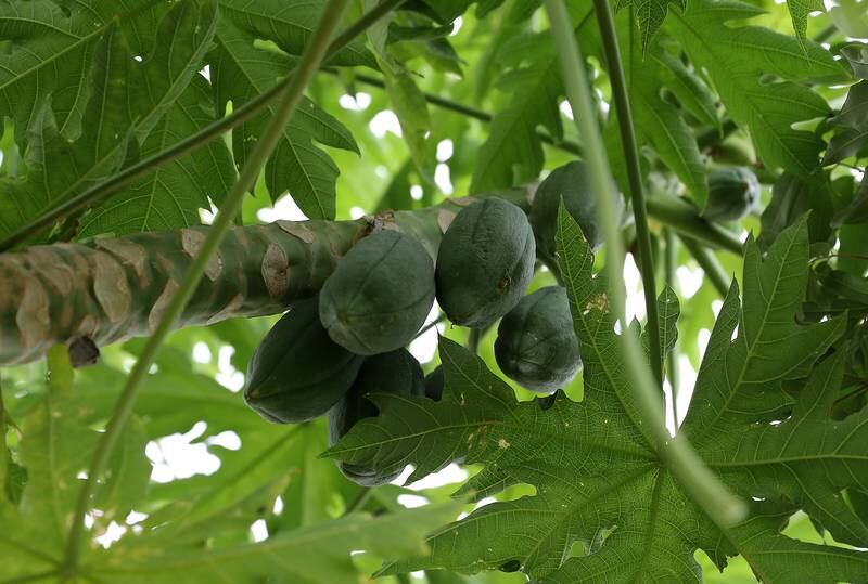 Papaya is just one of the many fruits grown at the mountain farm