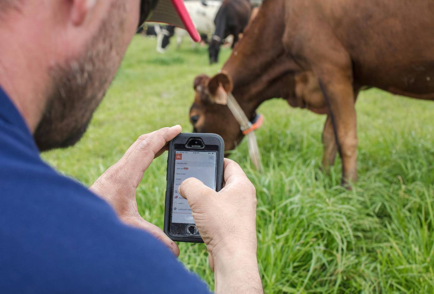 In this undated photo provided by Google, a person uses a phone to monitor a cow's IDA, or â€œThe Intelligent Dairy Farmerâ€™s Assistant,â€ device in a pasture on Seven Oaks Dairy in Waynesboro, Ga. On the cowâ€™s neck is the IDA device created by Connecterra. It uses a motion-sensing device attached to a cowâ€™s neck to transmit its movements to a program driven by artificial intelligence. (Ben Sellon/Google via AP)