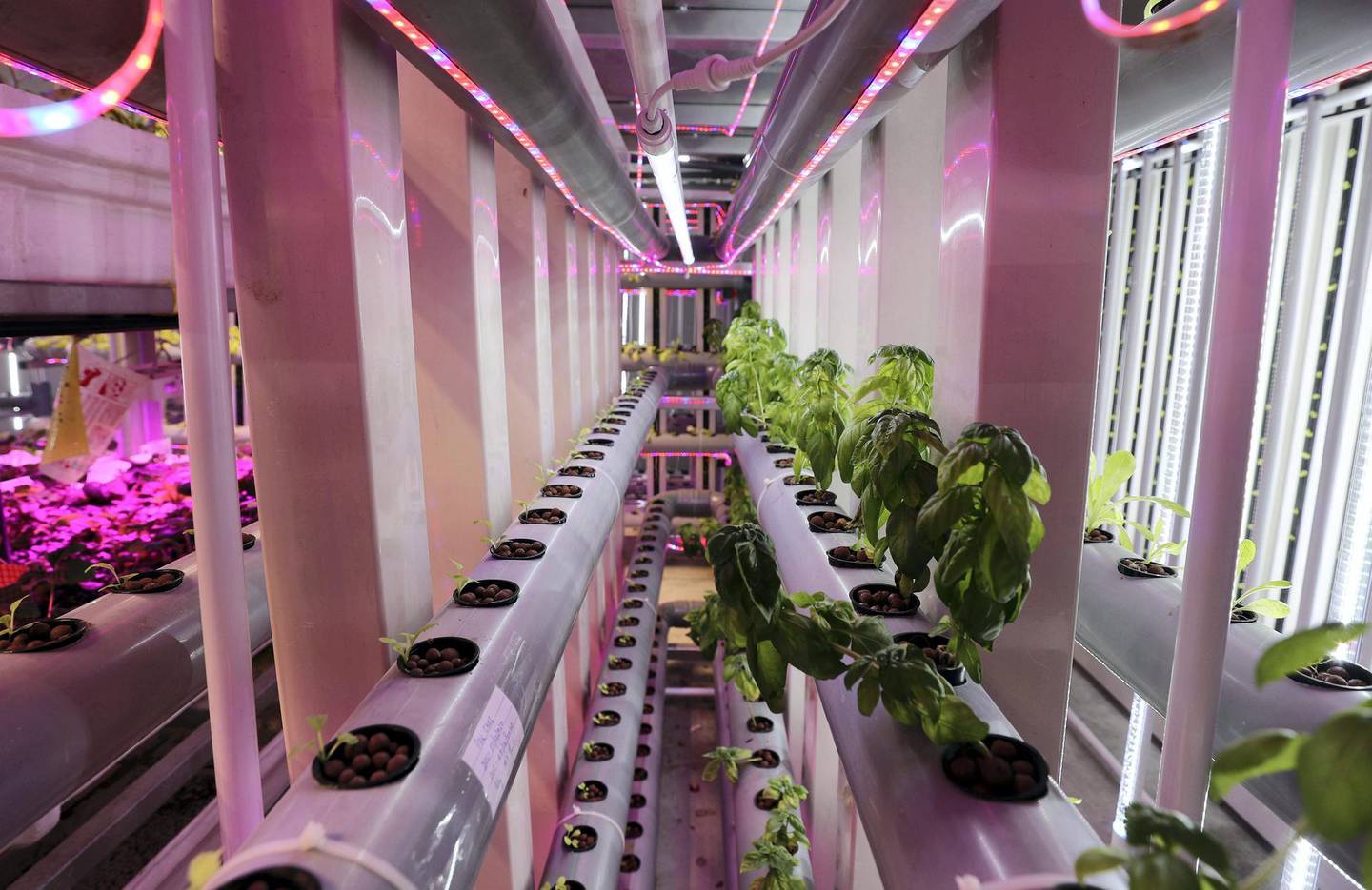 Sharjah, United Arab Emirates - Reporter: Nick Webster. News. A grow tunnel at the Eco-green technologies research site at Sharjah Research Technology and Innovation Park. Sharjah. Wednesday, January 6th, 2021. Chris Whiteoak / The National