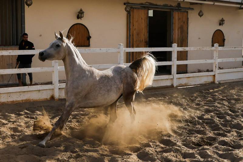 An Arabian horse runs in the training yard.