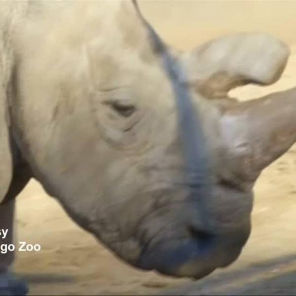 2015-11-23 white rhino death MP4