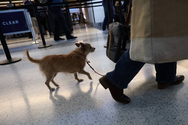 This Washington passenger will not be leaving their four-legged friend behind. Getty