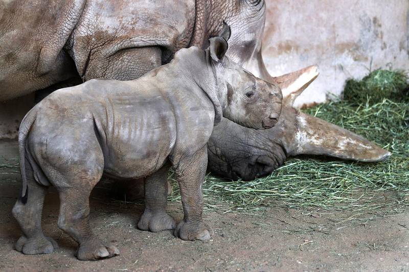 This newborn southern white rhuno has been named Sudan, after the last male northern white rhino who died in Kenya last month. Courtesy Al Ain Zoo
