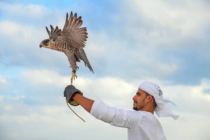 Guests can learn about falconry from a master falconer.