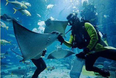 Atlantis diver Nathaniel Alapide feeds squid to a Cownose Ray in The Lost Chambers aquarium at the Atlantis hotel in Dubai, August 2, 2011. (Jeff Topping/The National)