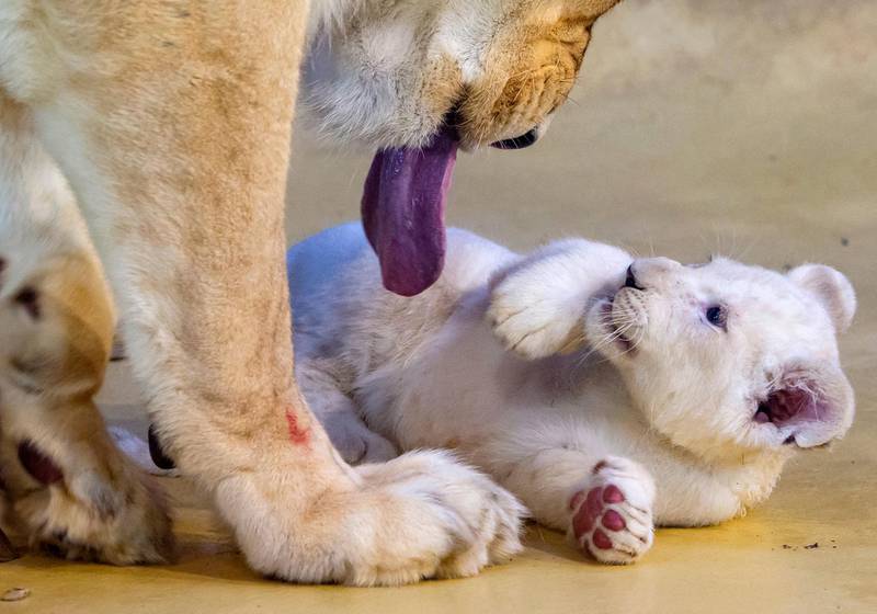 Lion mother Kiara plays with one of her three white lion cubs in their enclosure at the zoo in Magdeburg, Germany.  AP Photo