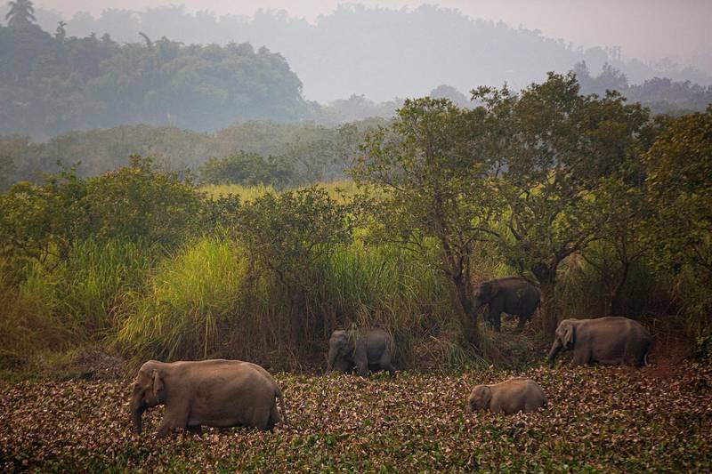 A herd of wild elephants look for food in a forested area near a railway track at Panbari village, on the outskirts of Gauhati, India. AP Photo