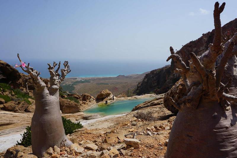 A flowering bottle tree, or desert rose, at Homhil in the northeast of the Yemeni island of Socotra, part of the flora found only in the Indian Ocean archipelago. AFP