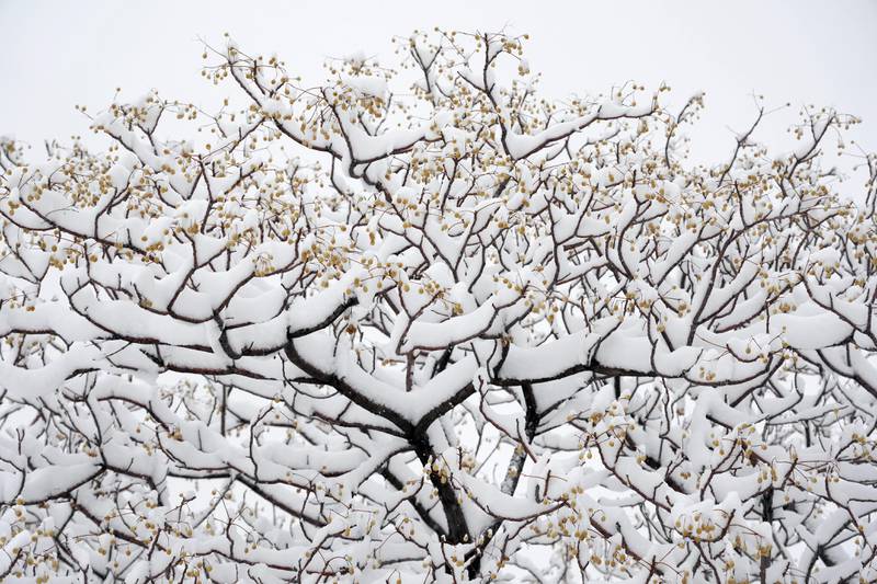 A snow-covered tree in Pardisan Park, Tehran. AP
