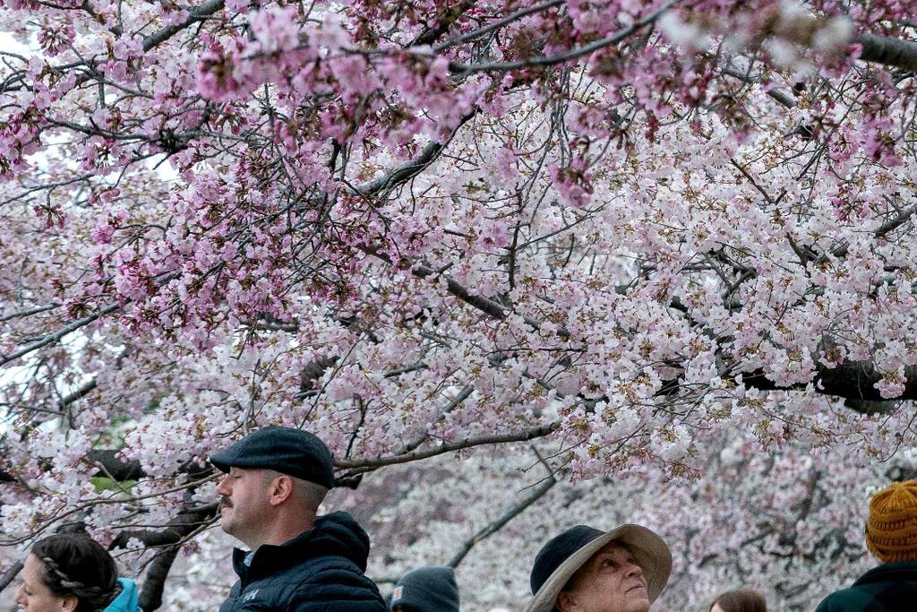 Washington's cherry blossoms bloom as tourists flock to capital
