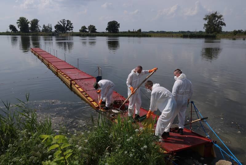 Volunteers gather dead fish and snails along the eastern bank of the Oder in Poland. Getty