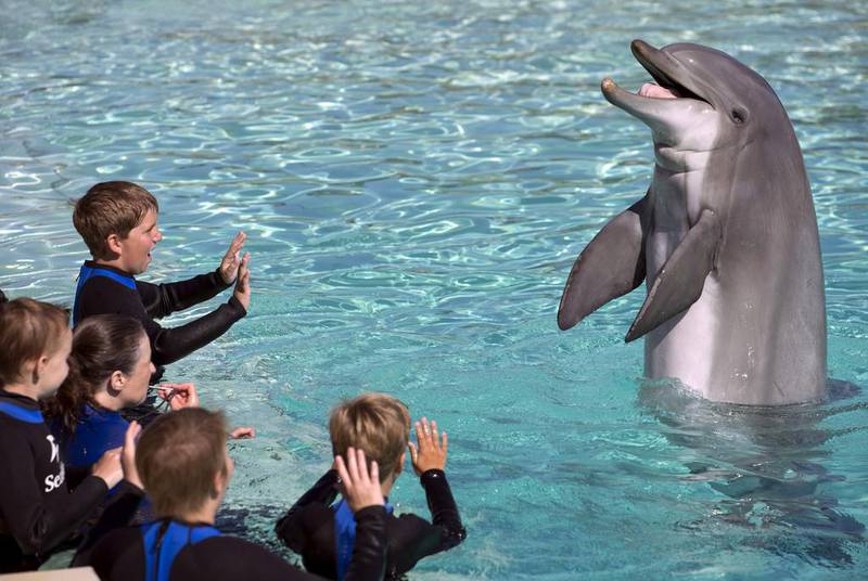 Thousands of animal lovers have protested against SeaWorld’s plans for region. Mike Blake / Reuters