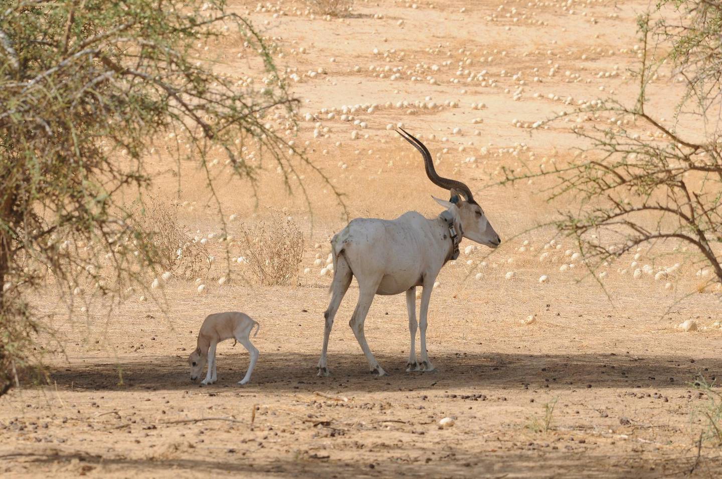  A second calf was born within two days. Environment Agency - Abu Dhabi