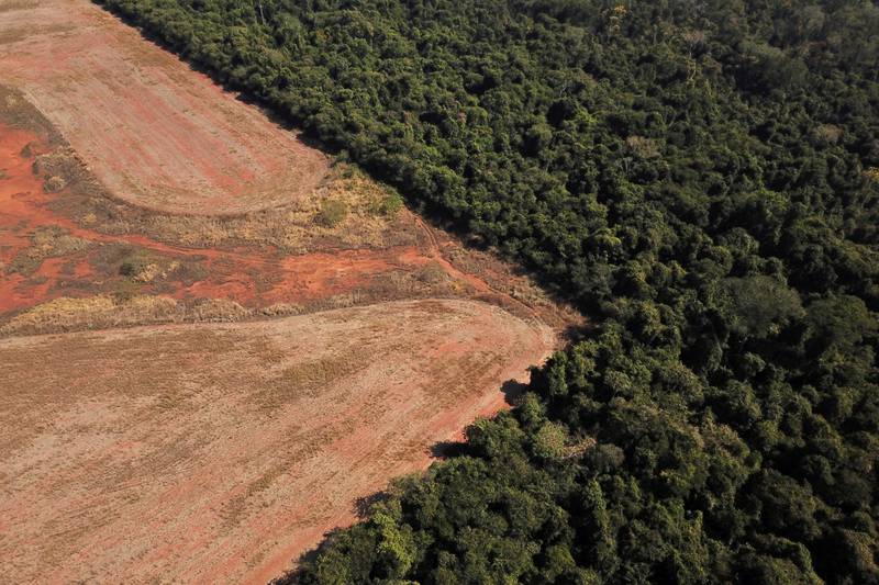 Deforestation in Brazil. Reuters