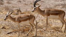 Gazelles dying from hunger in Iraq's parched south