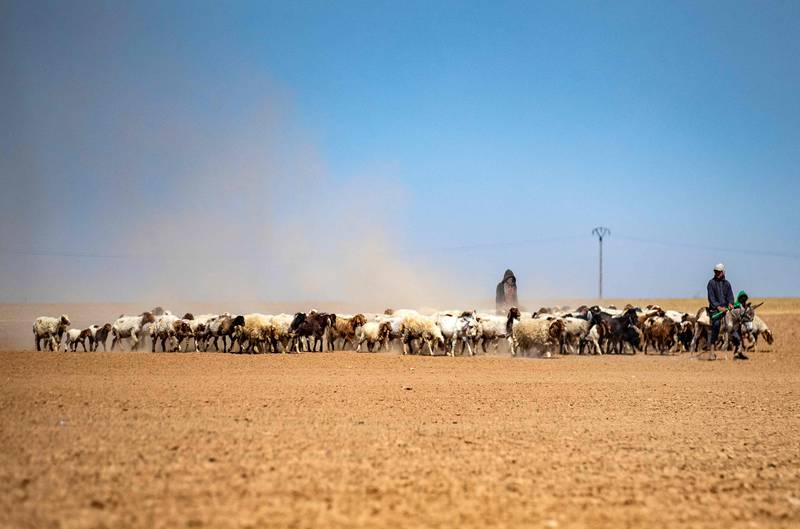 Shepherds tend their sheep in a dry wheat field during a sandstorm on the outskirts of the city of Tabqa, in Syria. All photos: AFP