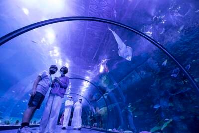 An underwater tunnel at the National Aquarium Abu Dhabi.