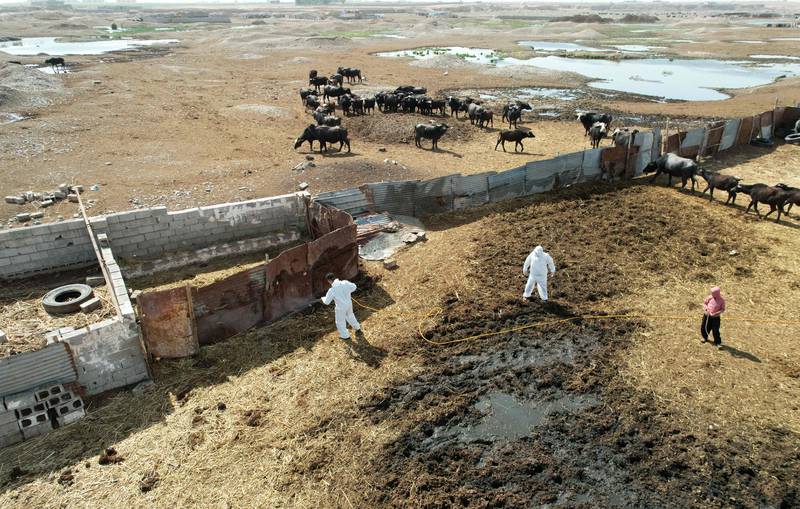 Kirkuk authorities have prohibited the transport of cattle to or from the province.