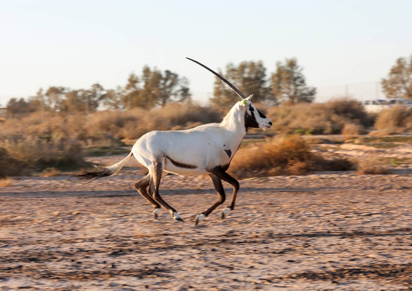 An Arabian oryx imported from Abu Dhabi at Shaumari Wildlife Reserve after being released in Azraq, Jordan. Reuters