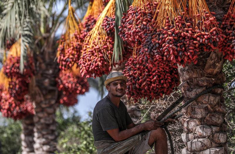 A Palestinian picks red dates from palm trees, in Deir al Balah town, the central Gaza Strip. EPA
