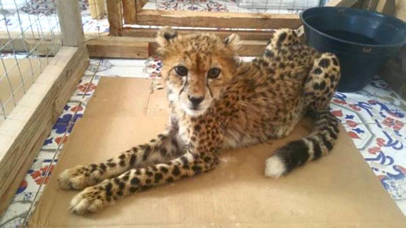 A young cheetah seized in a raid. In 2020, the Somaliland government confiscated 39 cubs. Courtesy: Cheetah Conservation Fund