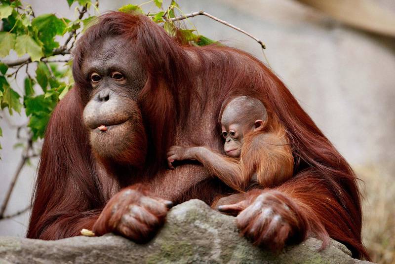 BROOKFIELD, IL - OCTOBER 23: Sophia, a twenty-seven-year-old Bornean orangutan, holds her newborn in her enclosure at Brookfield Zoo October 23, 2008 in Brookfield, Illinois. The female infant, which was born October 6, is one of only two orangutan births expected in North American zoos this year. There are an estimated 61,000 orangutans remaining in the wild, a 50 percent decline since 1990.   Scott Olson/Getty Images/AFP (Photo by SCOTT OLSON / GETTY IMAGES NORTH AMERICA / Getty Images via AFP)
