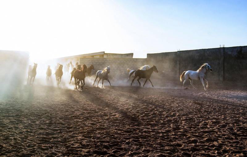 A farm for purebred Arabian horses in the countryside near Syria's north-eastern city of Qamishli. Photos: AFP