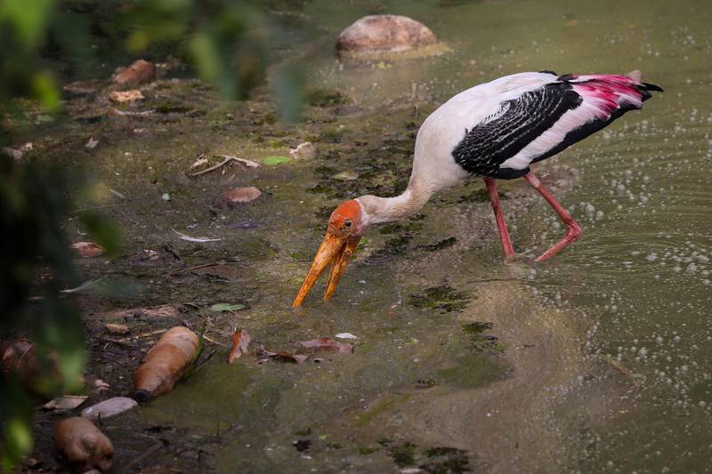 A Painted stork searches for food on a polluted reservoir in Colombo, Sri Lanka. EPA