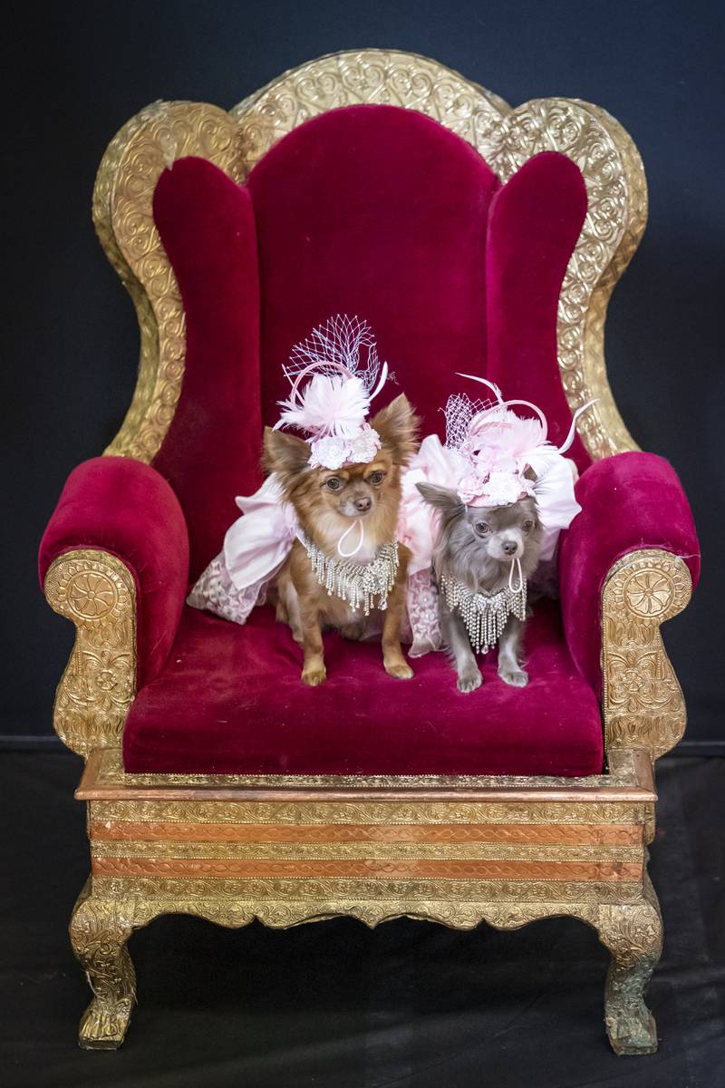 Chihuahuas Rosie and Minnie sit in a grand chair and model designs inspired by the Olsen twins. 