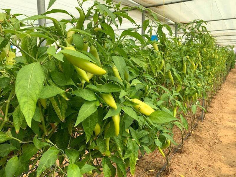 All the pepper and chilli varieties are heirloom at Greenheart Organic Farms. Courtesy Rebecca Holland