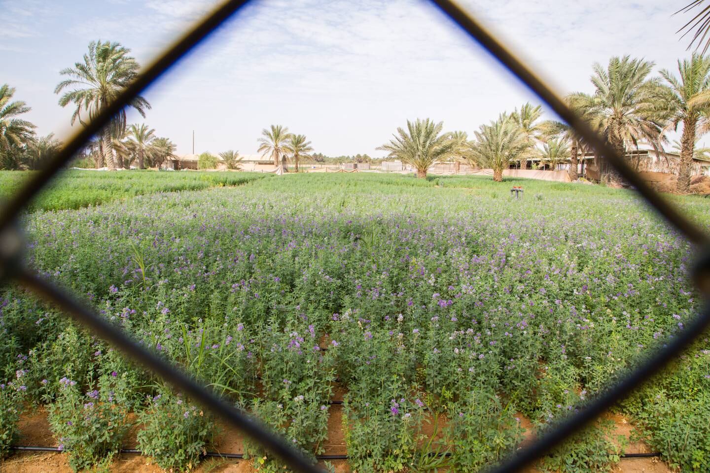 Alremethi's farm is lush with vegetable fields and palm tress. Photo: farm2table