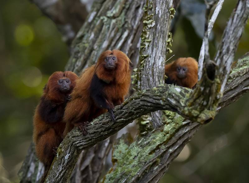 Golden lion tamarins sit in a tree in the Atlantic Forest region of Silva Jardim, Rio de Janeiro state, Brazil. The golden lion tamarin ecological park here is part of efforts towards the conservation of the endangered species.  AP