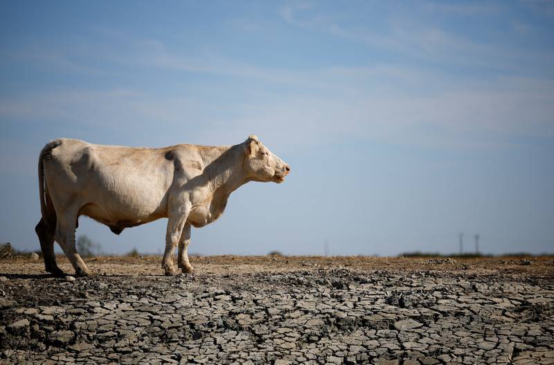 A cow stands in a dried-out field in Villeneuve-en-Retz, as a record drought hits France. Reuters
