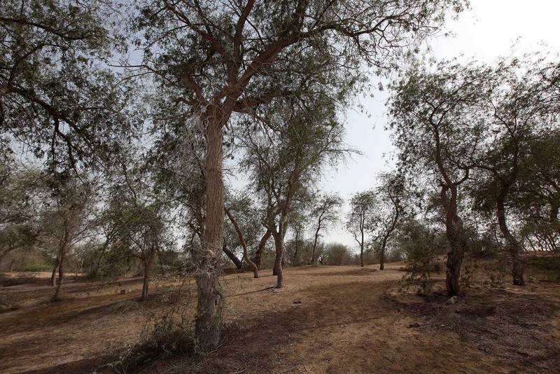 Mushrif Park on Khawaneej Road has a rugged, desert feel about it, as well as horse riding stables. Pawan Singh / The National