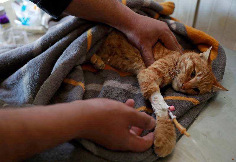 A veterinary surgeon volunteering at the Baghdad Animal Rescue examines an injured cat.