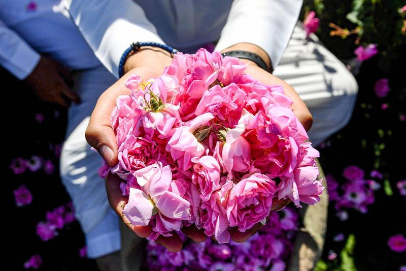 Saudi Arabias City Of Roses Inside The Bin Salman Farm In Taif In Pictures