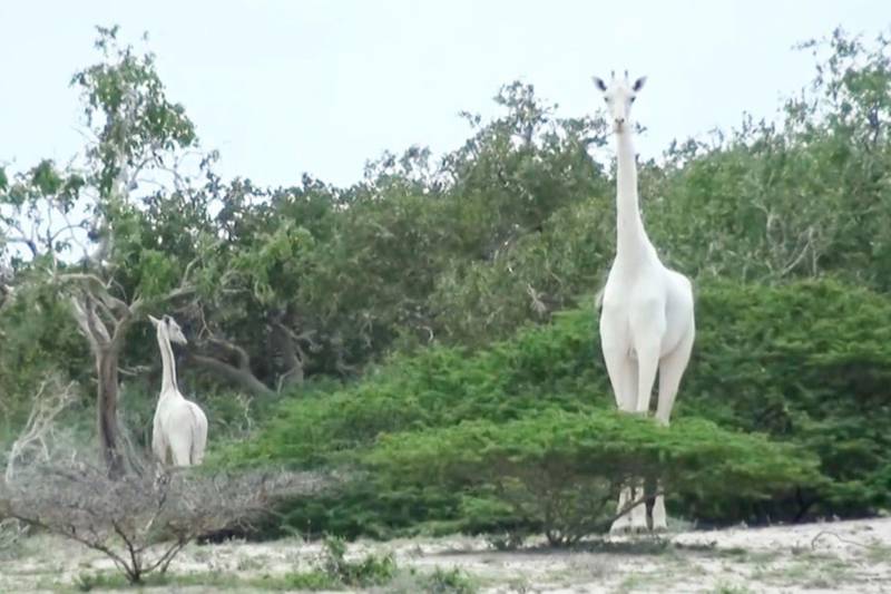 A handout image made available by the Ishaqbini Hirola Community Conservancy shows the rare white giraffe and her calf taken on May 31, 2017, in Garissa county in North Eastern Kenya.  Kenya's only female white giraffe and her calf have been killed by poachers, conservationists said on March 10, 2020, in a major blow for the rare animals found nowhere else in the world. The bodies of the two giraffes were found "in a skeletal state after being killed by armed poachers" in Garissa in eastern Kenya, the Ishaqbini Hirola Community Conservancy said in a statement. Their deaths leave just one remaining white giraffe alive -- a lone male, borne by the same slaughtered female, the conservancy said.
 / AFP / Caters News Agency / Handout
