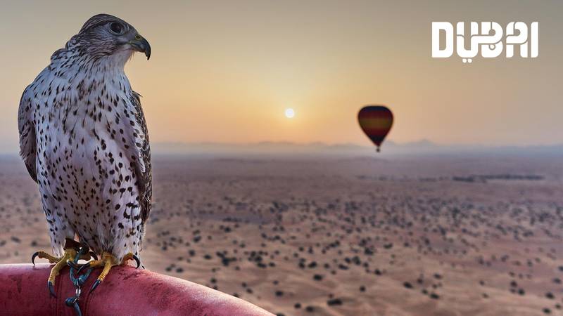 Majestic falcons in Dubai. Courtesy Dubai Tourism