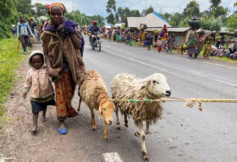 Civilians flee with their animals, near the border with Rwanda, after fighting broke out in Kibumba, in the North Kivu province of the Democratic Republic of Congo. Reuters