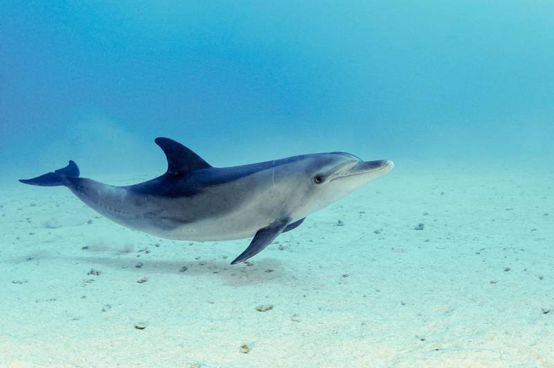 MNTRTM Indo-Pacific bottlenose dolphin, Tursiops aduncus, SS Ulysses shipwreck, Strait of Gubal, Egypt, Red Sea, Indian Ocean