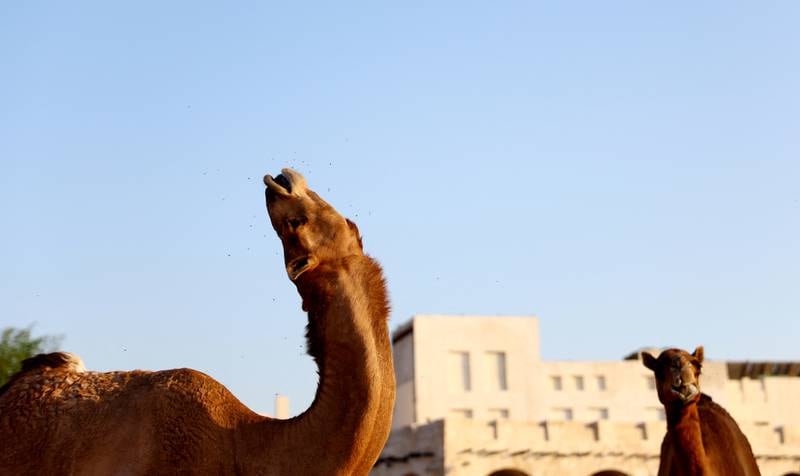 Camels in Souq Waqif. Reuters