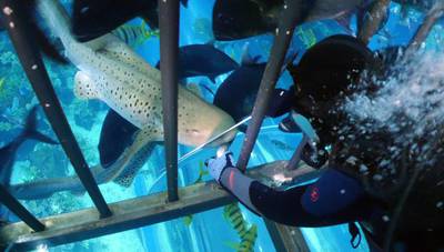 Shark Encounter. Courtesy Dubai Aquarium & Underwater Zoo