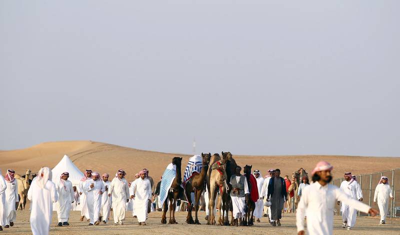 Camel herders and visitors arrive for the 13th Al Dhafra camel festival. All photos Courtesy DCT AbuDhabi