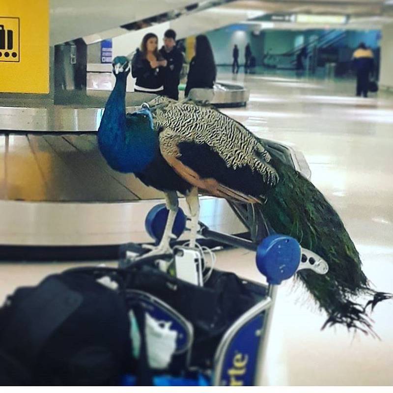 Dexter the support peacock was denied access to a United Airlines flight in 2018. Instagram / dexterthepeacock