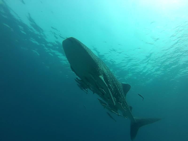 Whale sharks are seen during a dive at Dibba Rock. 22 July 2016. Photo Courtesy: Mathieu Pique *** Local Caption ***  vlcsnap-2016-07-24-16h23m01s315.jpg