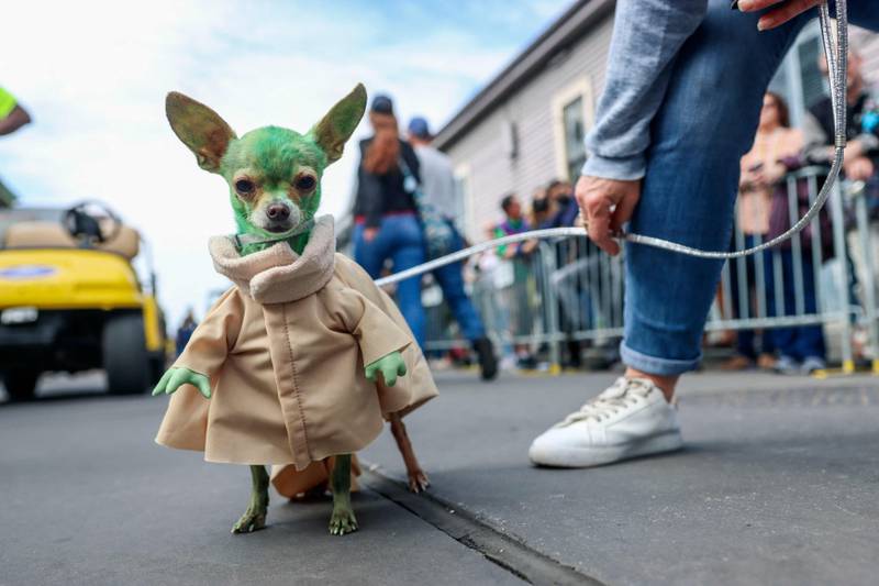 A Chihuahua dressed as Baby Yoda takes part in a Mardi Gras Parade in New Orleans, Louisiana. Mardi Gras returned to the city for the first time since celebrations were cancelled after the onset of Covid-19. AFP