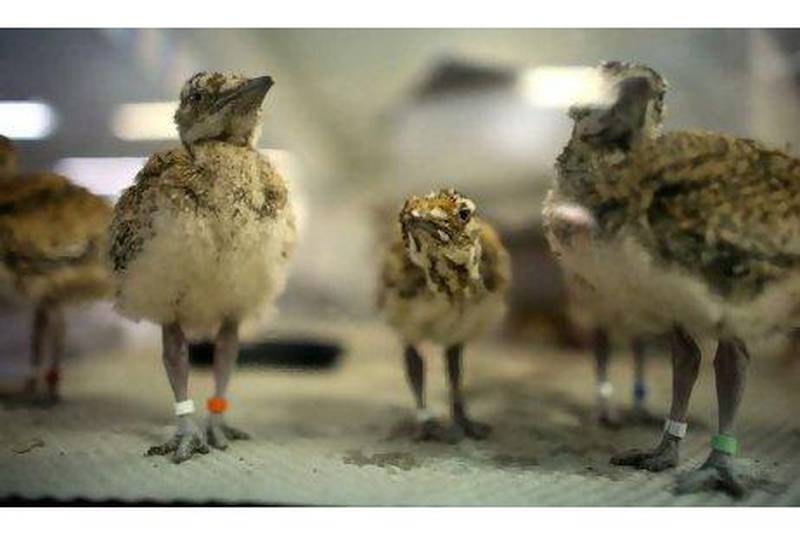 A week old hatchlings of Houbara Bustard birds at the Houbara Conservation Centre in Abu Dhabi in June 2009.