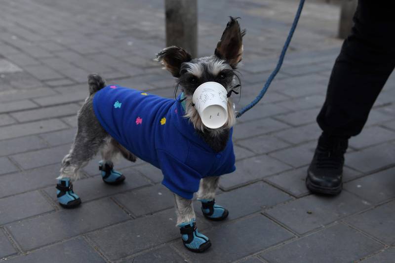 A dog wears a paper cup over its mouth on a street in Beijing on February 4, 2020. The number of total infections in China's coronavirus outbreak has passed 20,400 nationwide with 3,235 new cases confirmed, the National Health Commission said on February 4. / AFP / GREG BAKER
