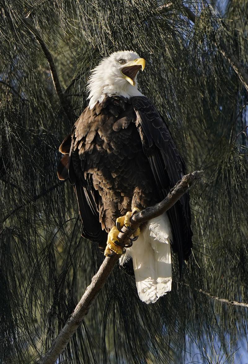 The bald eagle is one of the largest raptors in the world. AP